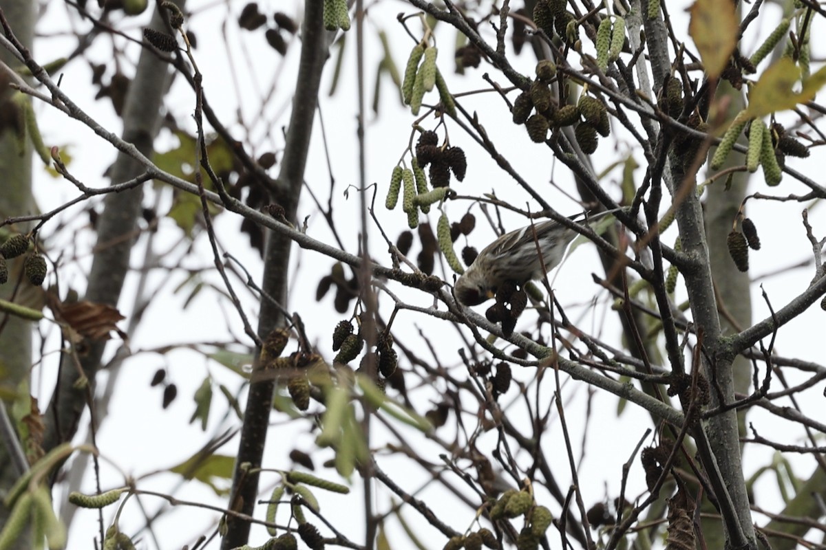 Common Redpoll - ML398241001