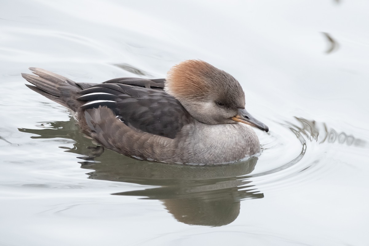 Hooded Merganser - David Olsen