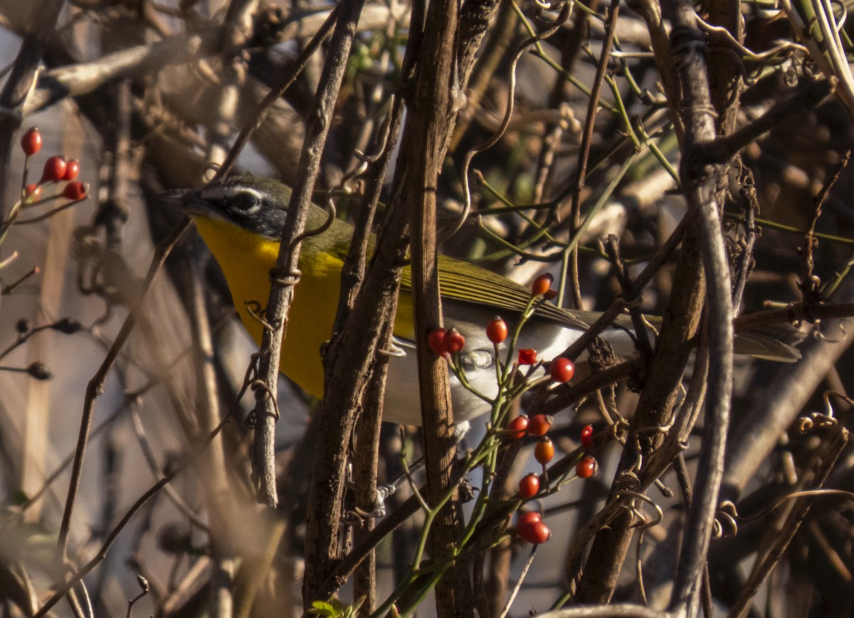 Yellow-breasted Chat - ML398241201