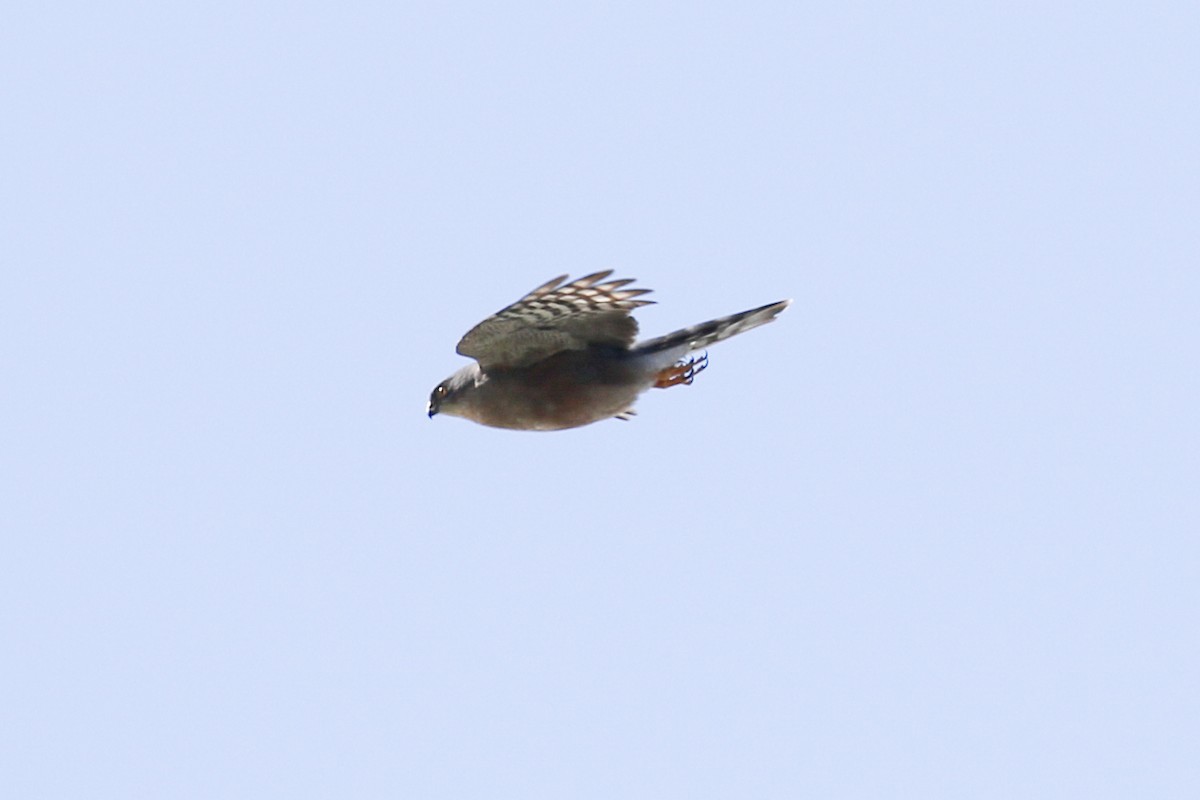 Sharp-shinned Hawk (Plain-breasted) - Xiaoni Xu