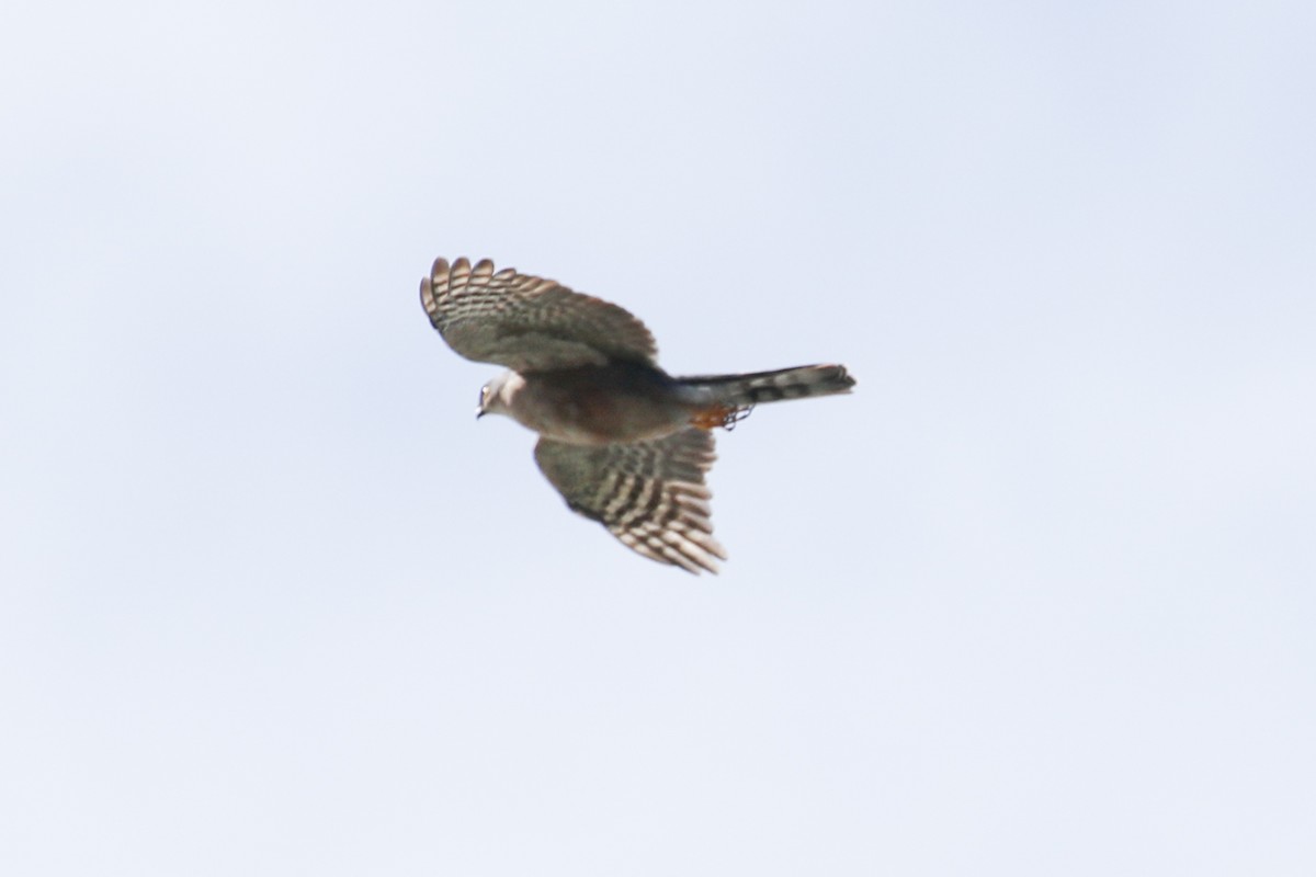 Sharp-shinned Hawk (Plain-breasted) - ML398241481