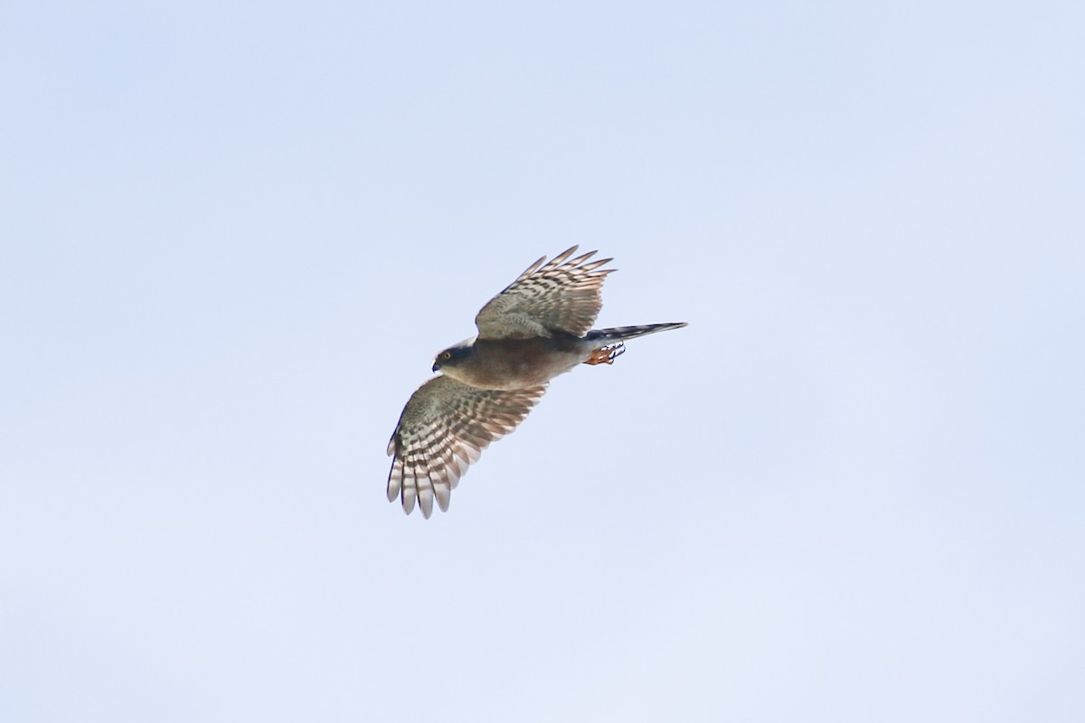 Sharp-shinned Hawk (Plain-breasted) - Xiaoni Xu