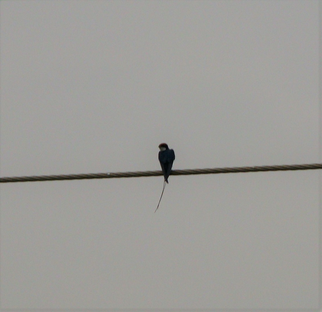 Wire-tailed Swallow - ML398243531
