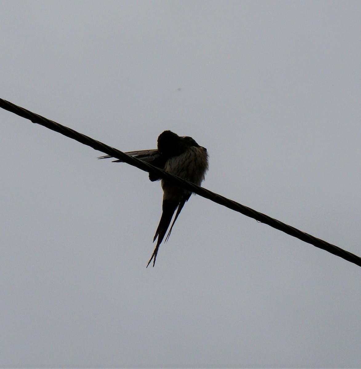 Red-rumped Swallow - ML398243621