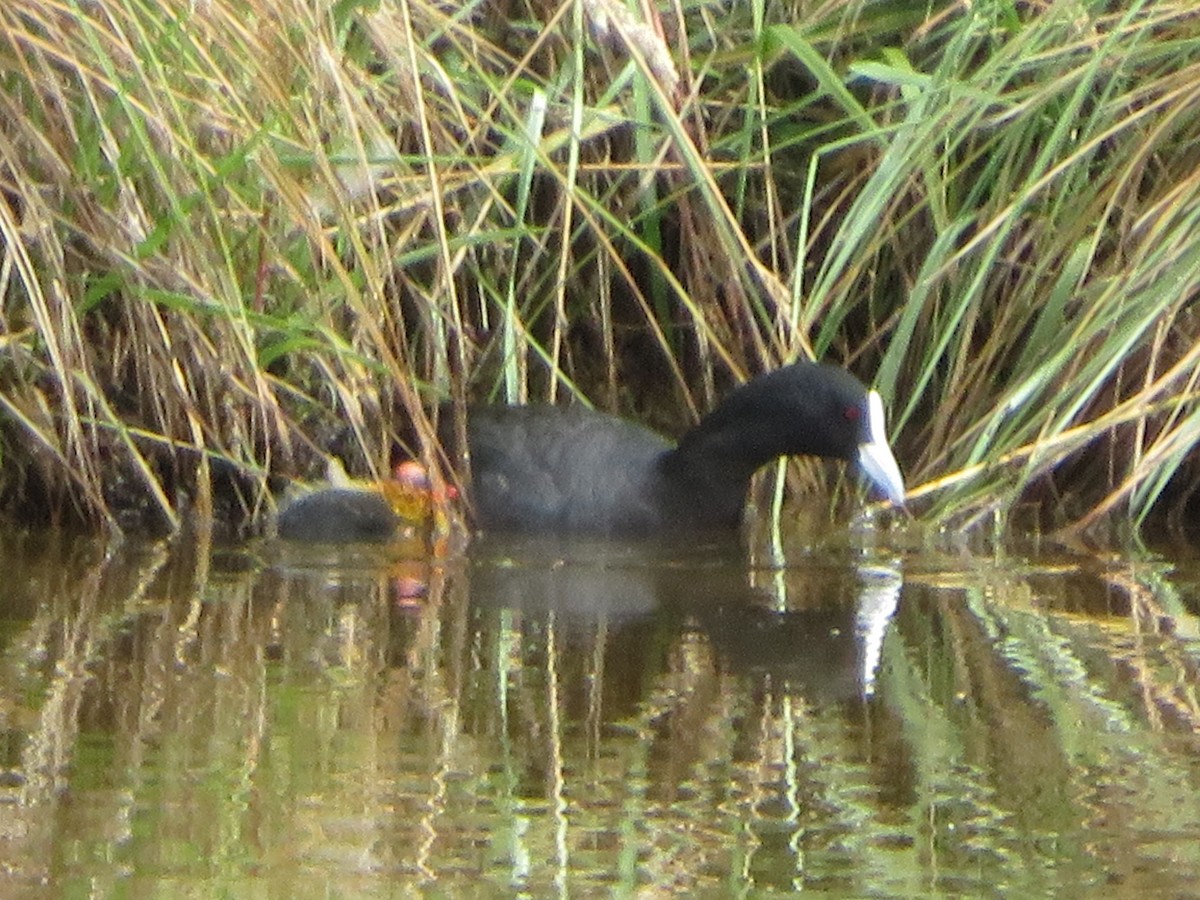 Eurasian Coot - ML398244721