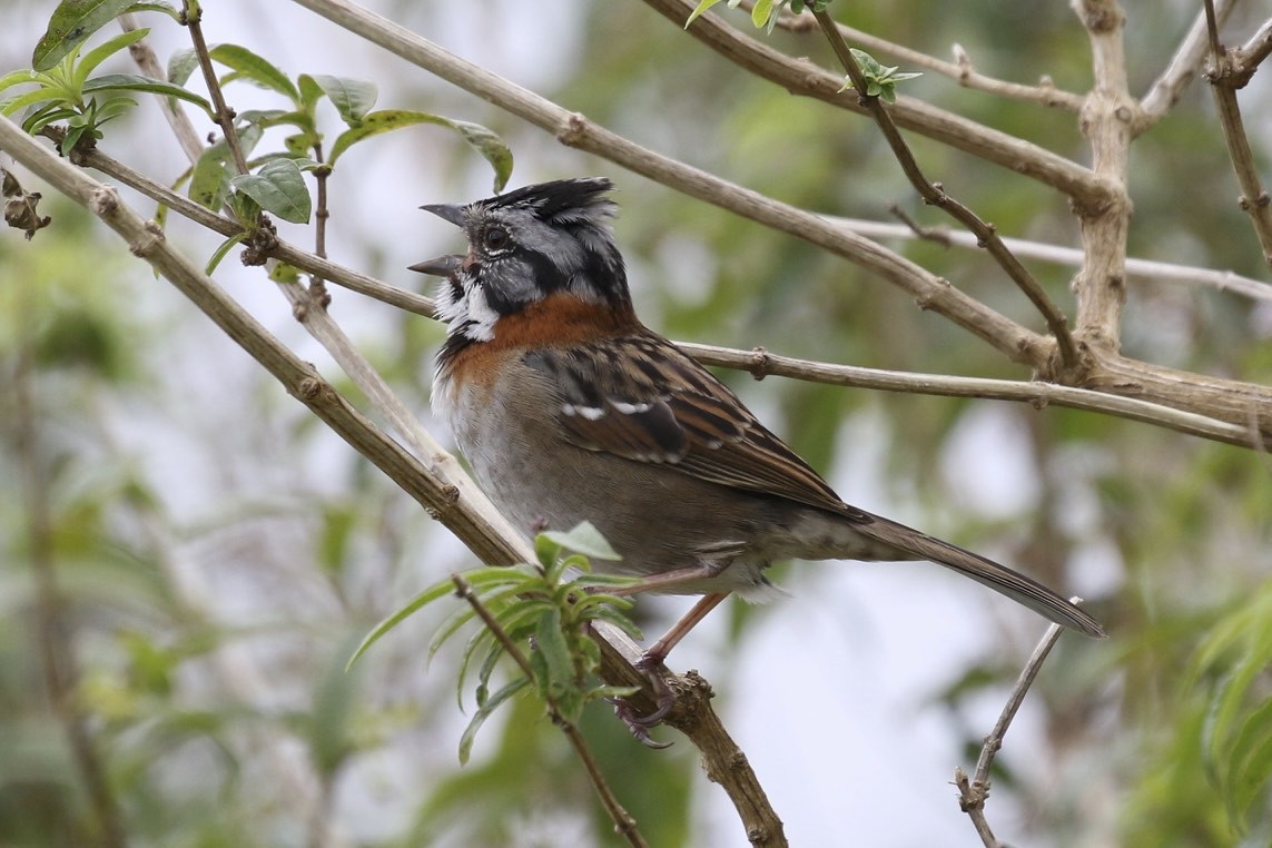 Rufous-collared Sparrow - Knut Hansen