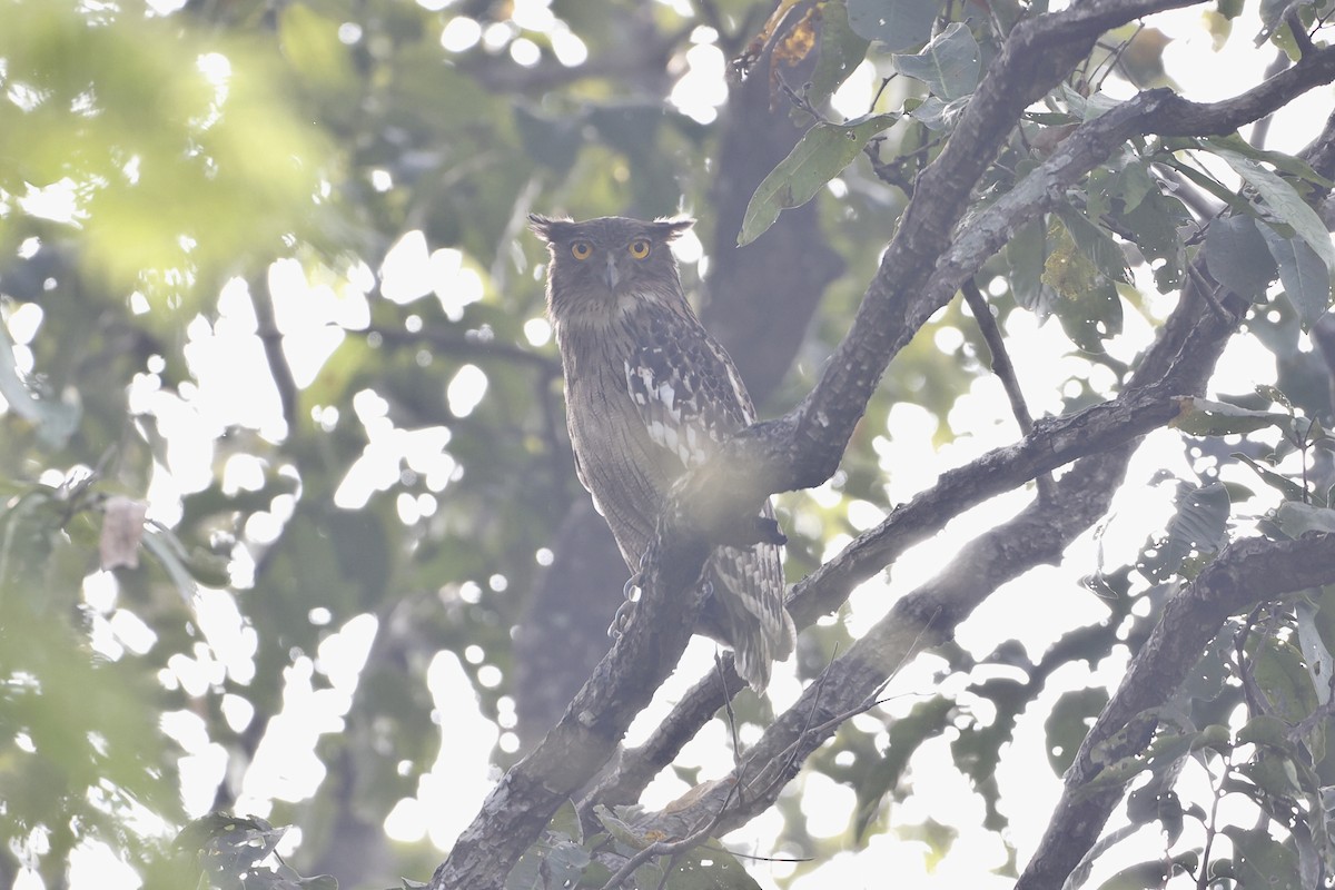 Brown Fish-Owl - ML398249071