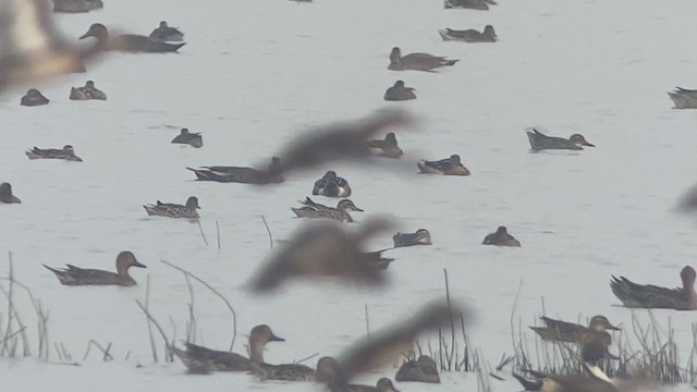 Eastern Spot-billed Duck - ML398250361