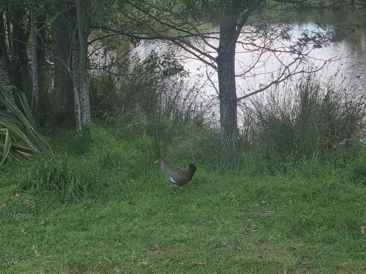 Gallinule de Tasmanie - ML398250371