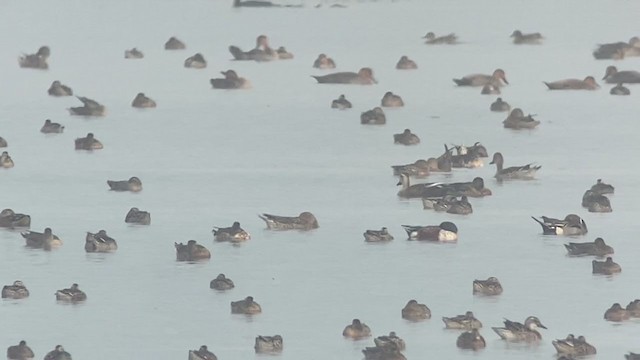 Eastern Spot-billed Duck - ML398250401