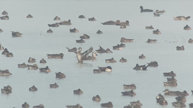 Eastern Spot-billed Duck - ML398250441