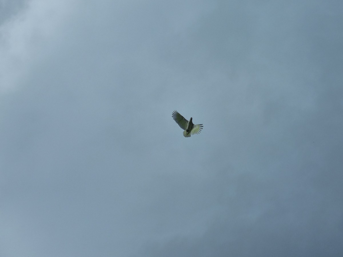 Sulphur-crested Cockatoo - ML398250461