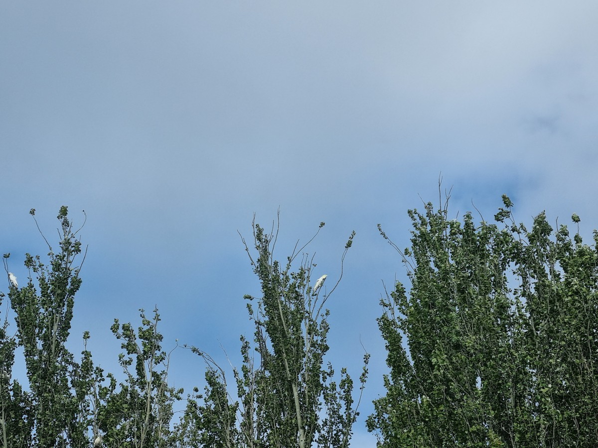 Sulphur-crested Cockatoo - ML398250471