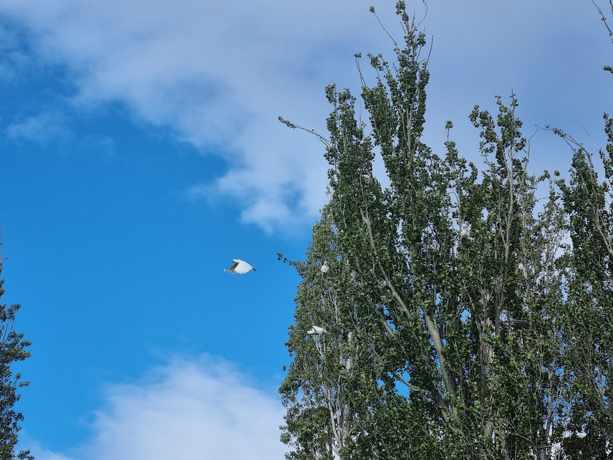 Sulphur-crested Cockatoo - ML398250481