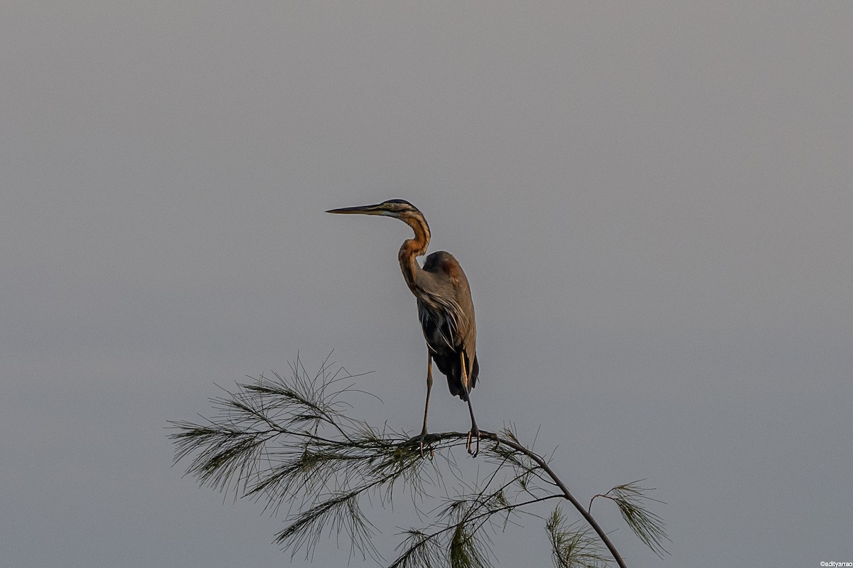 Purple Heron - ML398250491