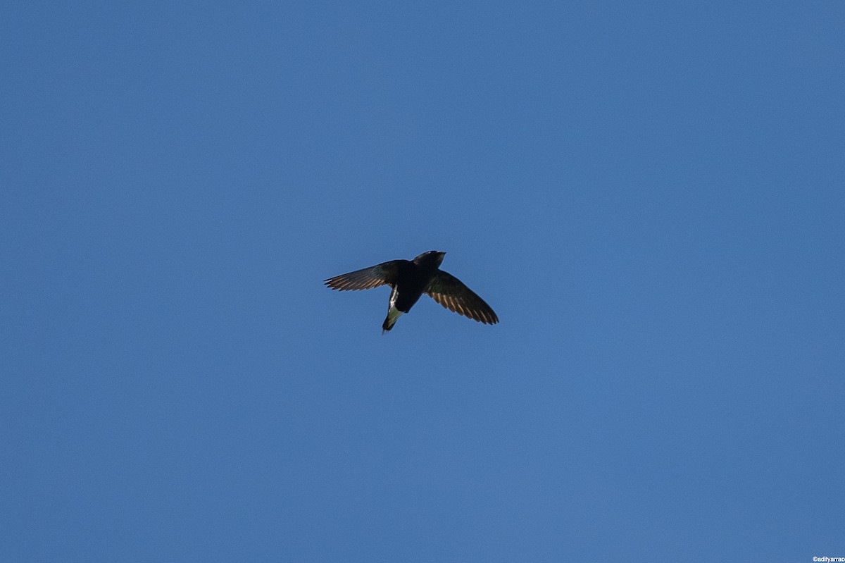 Brown-backed Needletail - Aditya Rao