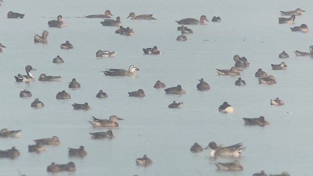 Eastern Spot-billed Duck - ML398250581