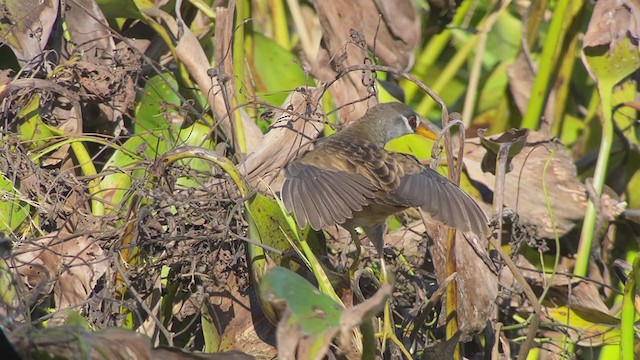 White-browed Crake - ML398250781