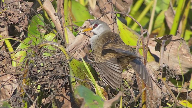 White-browed Crake - ML398250791