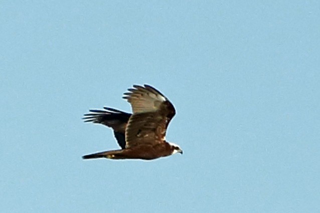 Western Marsh Harrier - ML398251351