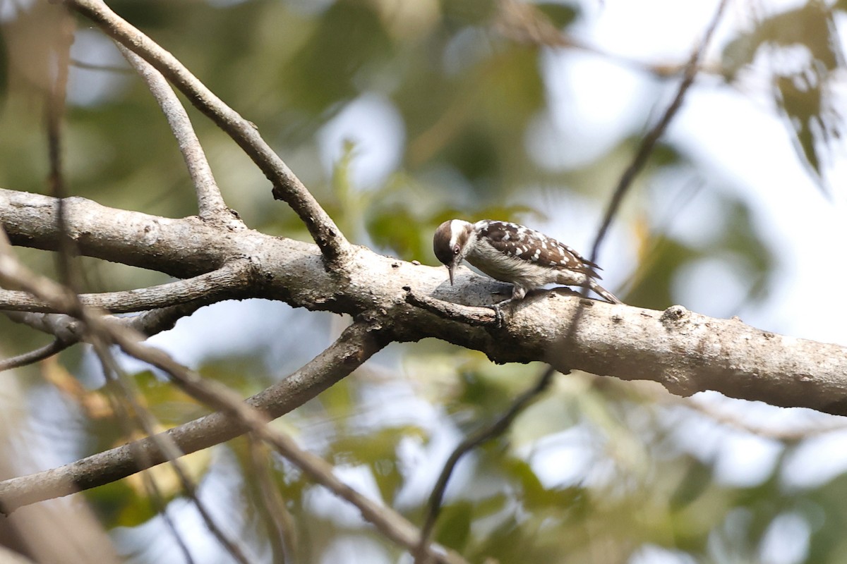 Brown-capped Pygmy Woodpecker - ML398251381