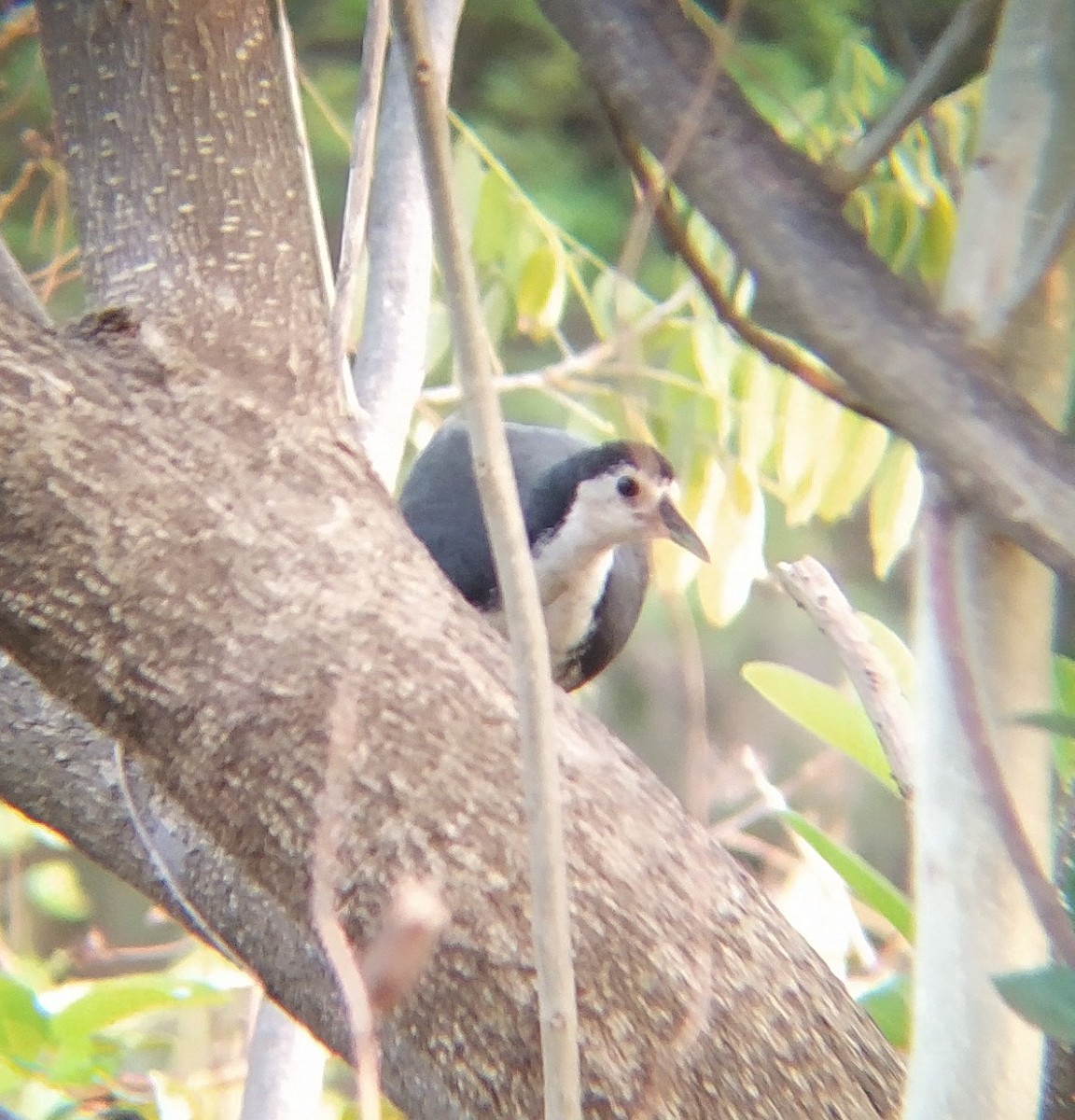 White-breasted Waterhen - ML398251521