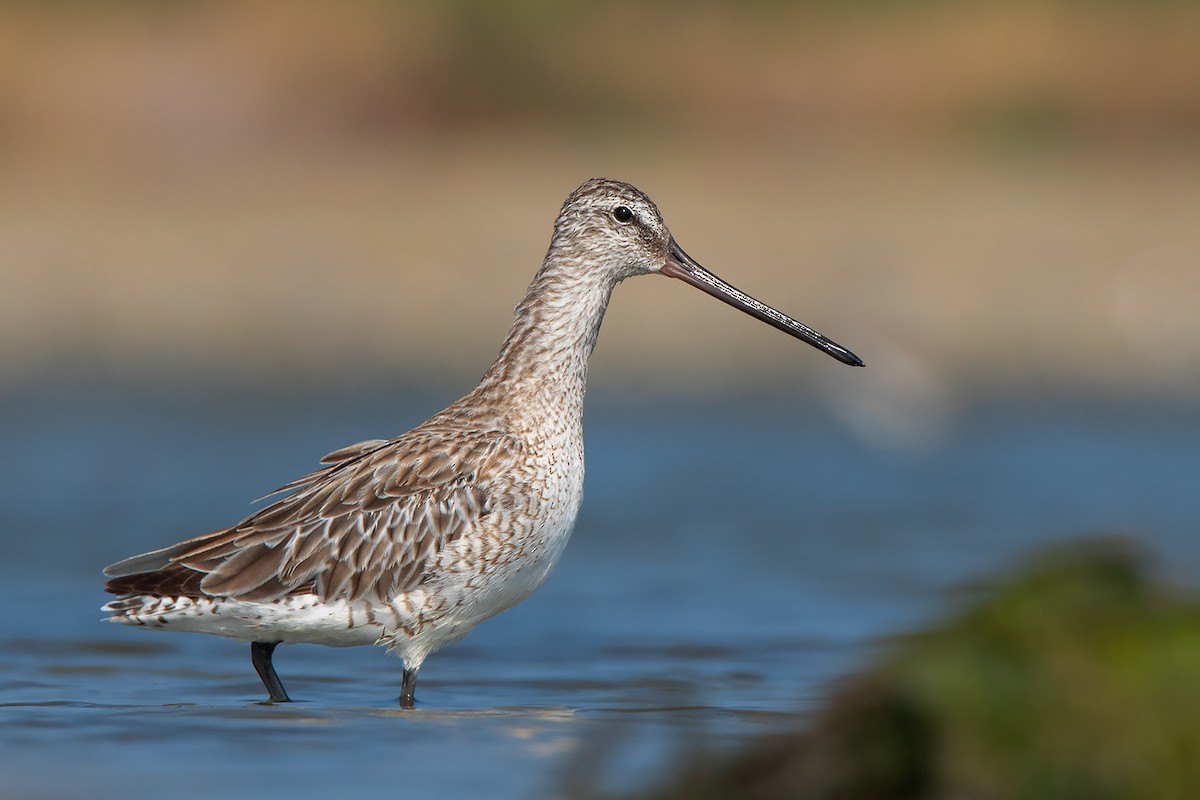 Asian Dowitcher - Ayuwat Jearwattanakanok