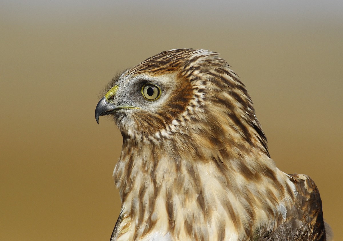 Eastern Marsh Harrier - ML398255371