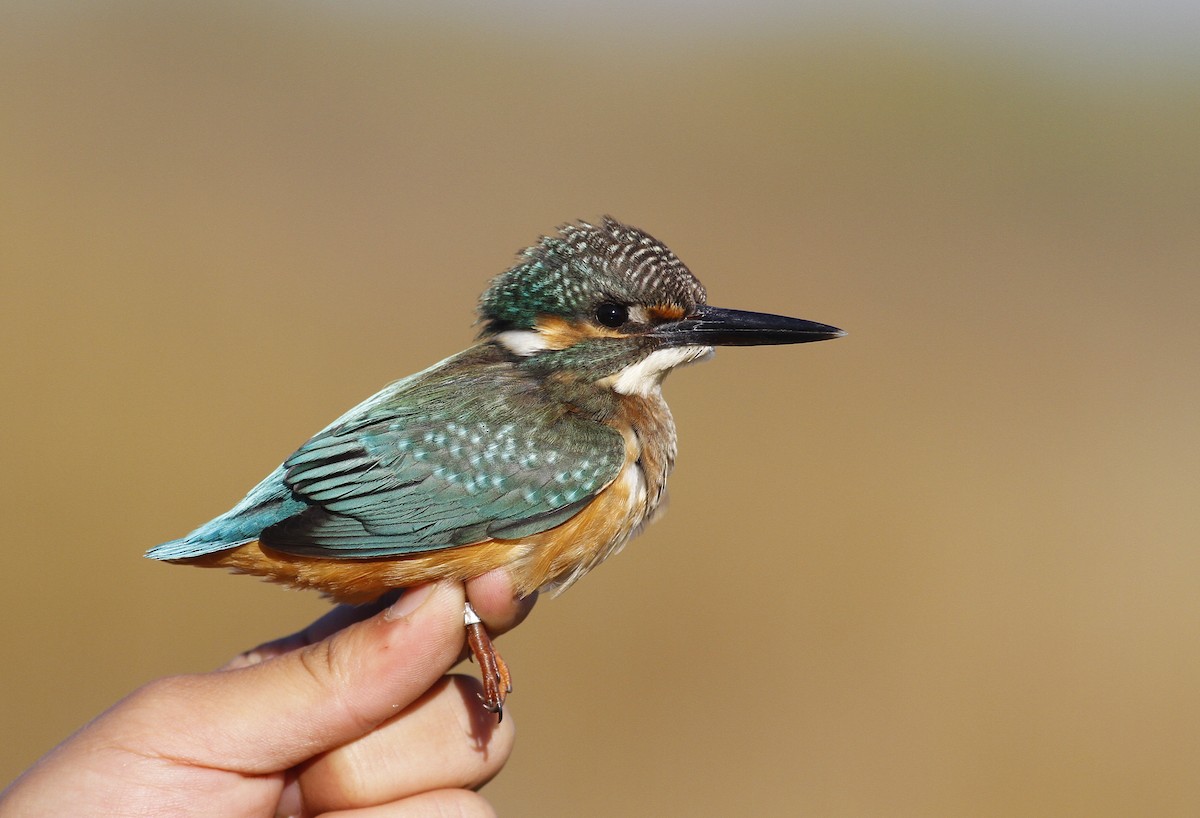 Common Kingfisher - ML398255381