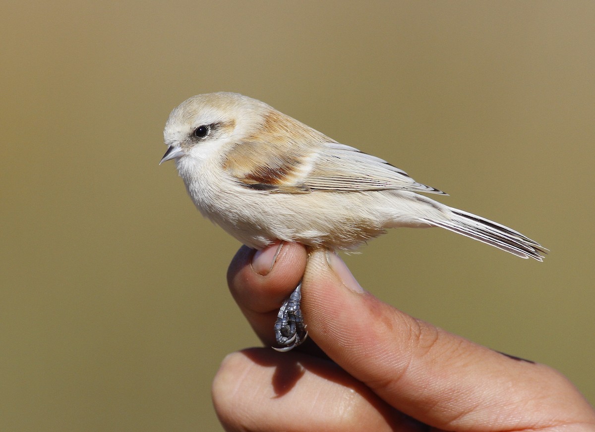 White-crowned Penduline-Tit - ML398255391