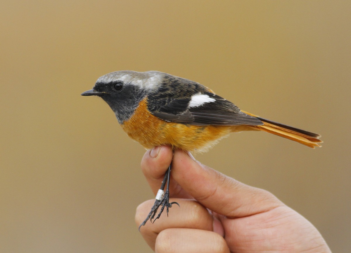 Daurian Redstart - ML398255481