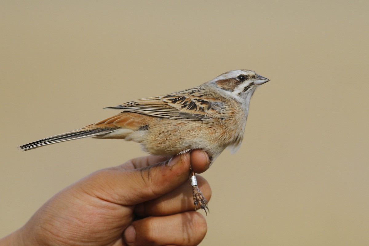 Meadow Bunting - ML398255501