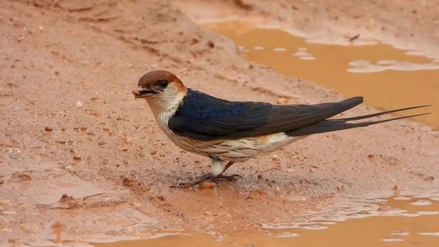 Hirondelle à tête rousse - ML398255991