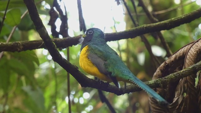 Northern Black-throated Trogon - ML398256501