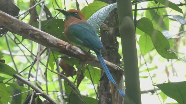 Motmot à bec large - ML398256511