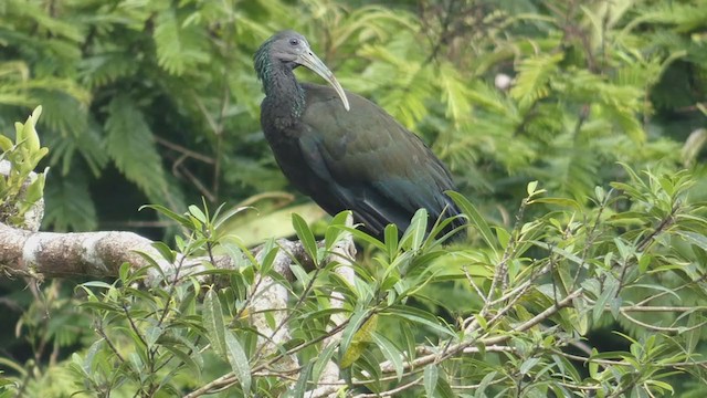 ibis zelený - ML398256521