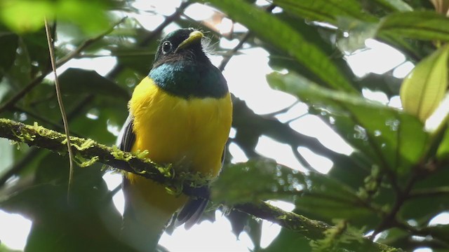 trogon modroocasý - ML398256571