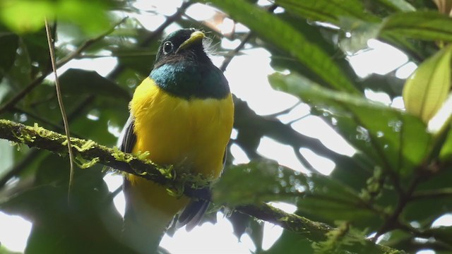 Northern Black-throated Trogon - ML398256571