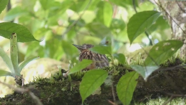 White-whiskered Puffbird - ML398256641