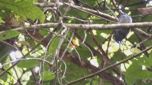 Black-crowned Antshrike - ML398256941