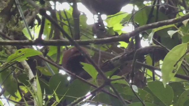 Chestnut-colored Woodpecker - ML398257031