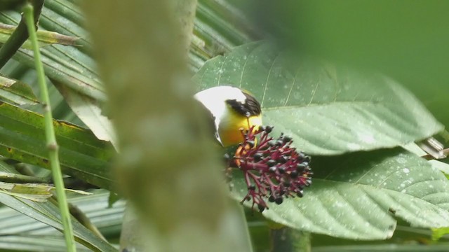 White-collared Manakin - ML398257071