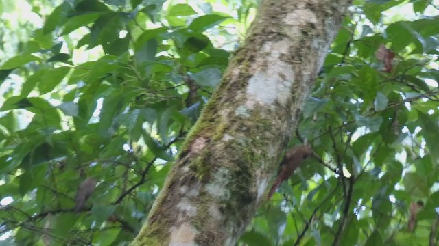 Wedge-billed Woodcreeper - ML398257111