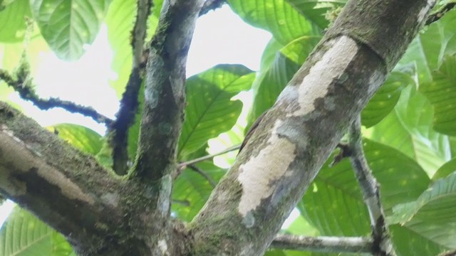 Wedge-billed Woodcreeper - ML398257181