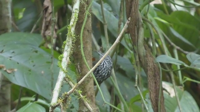 Stripe-breasted Wren - ML398257421