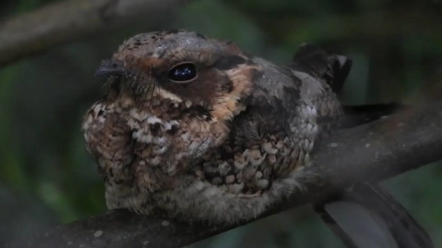 Fiery-necked Nightjar - ML398257461