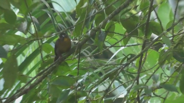 Red-throated Ant-Tanager - ML398257621