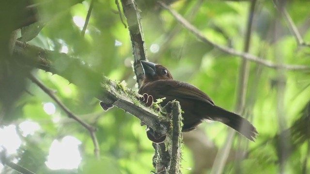 Blue-black Grosbeak - ML398257651