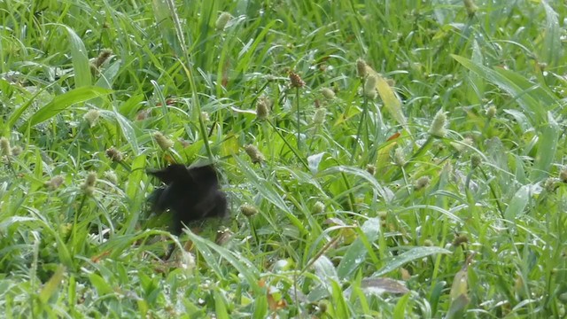 Variable Seedeater - ML398257781