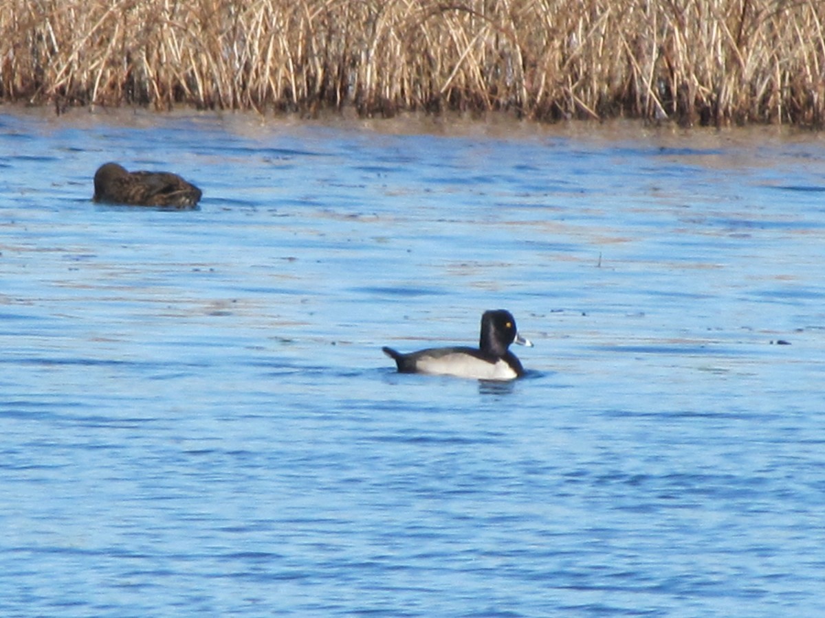 Ring-necked Duck - Barbara Bennett